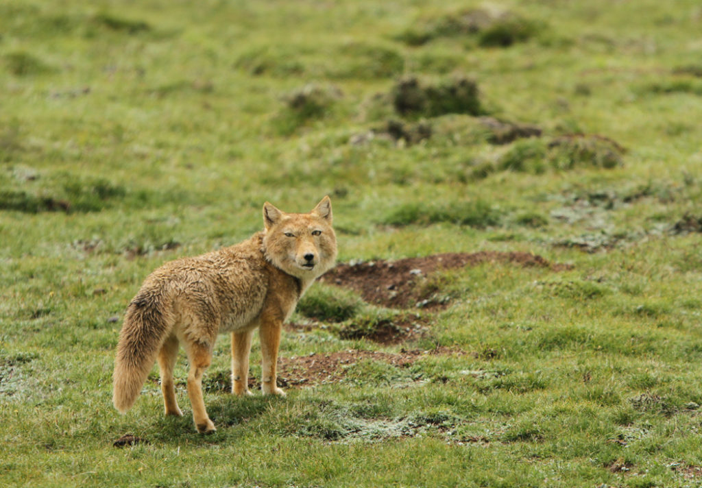 fox species - Tibetan fox