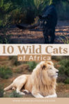 Wild Cats of Africa