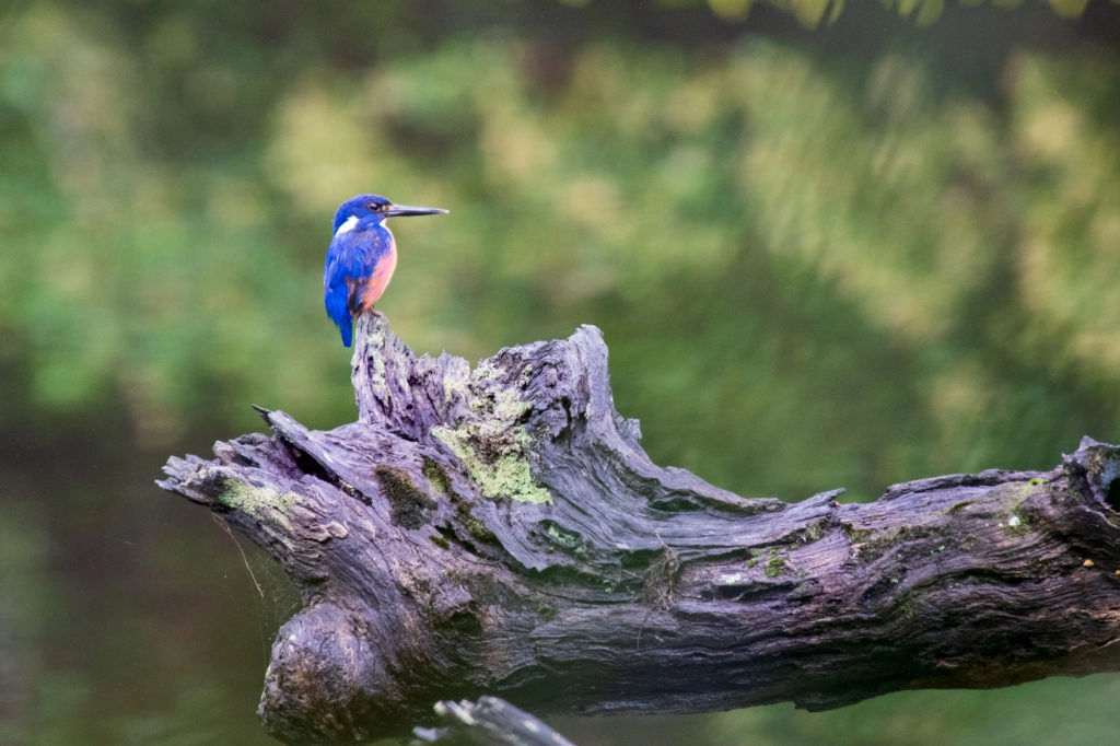 Azure kingfisher - birds in Sydney