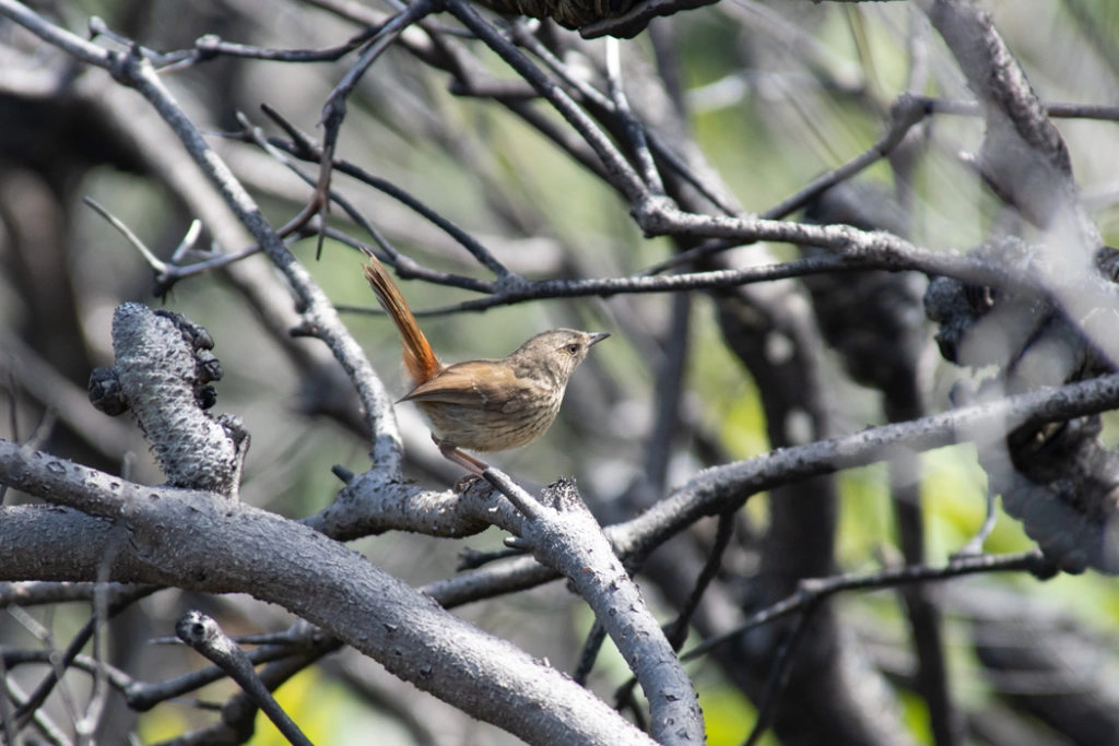 Chestnut-rumped heathwren in Royal National Park
