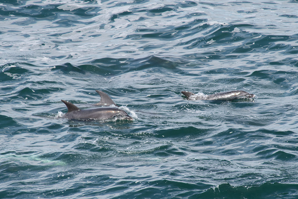 Bottlenose dolphins in Royal National Park
