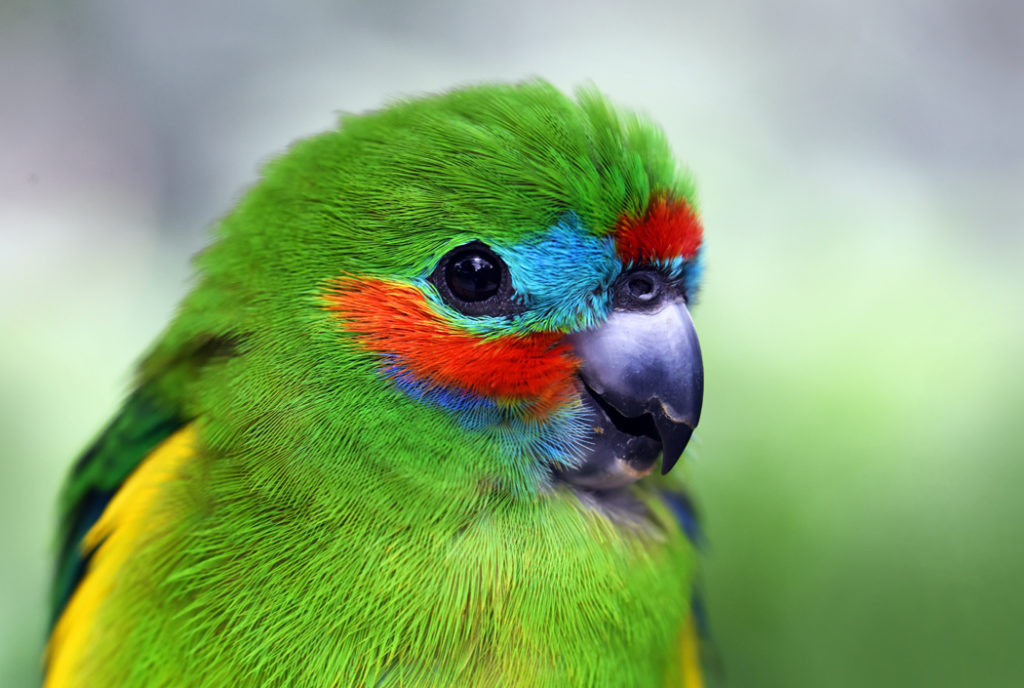double-eyed fig-parrot