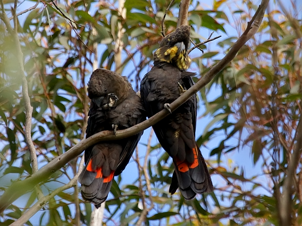 Australian parrots - glossy black cockatoo
