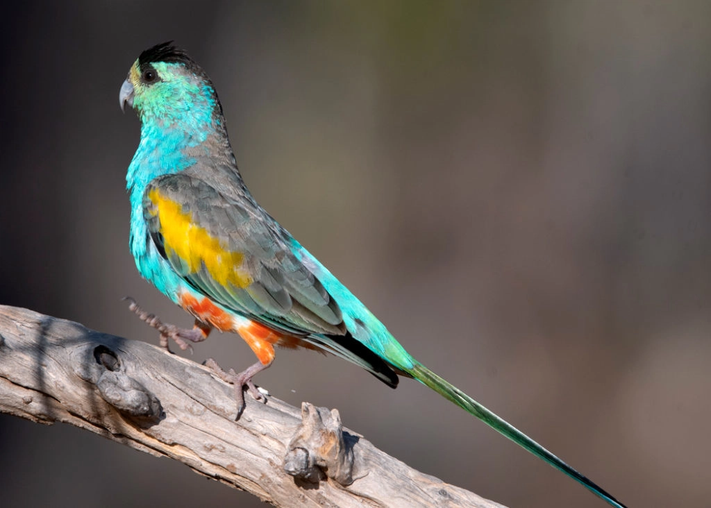 Golden-shouldered parrot