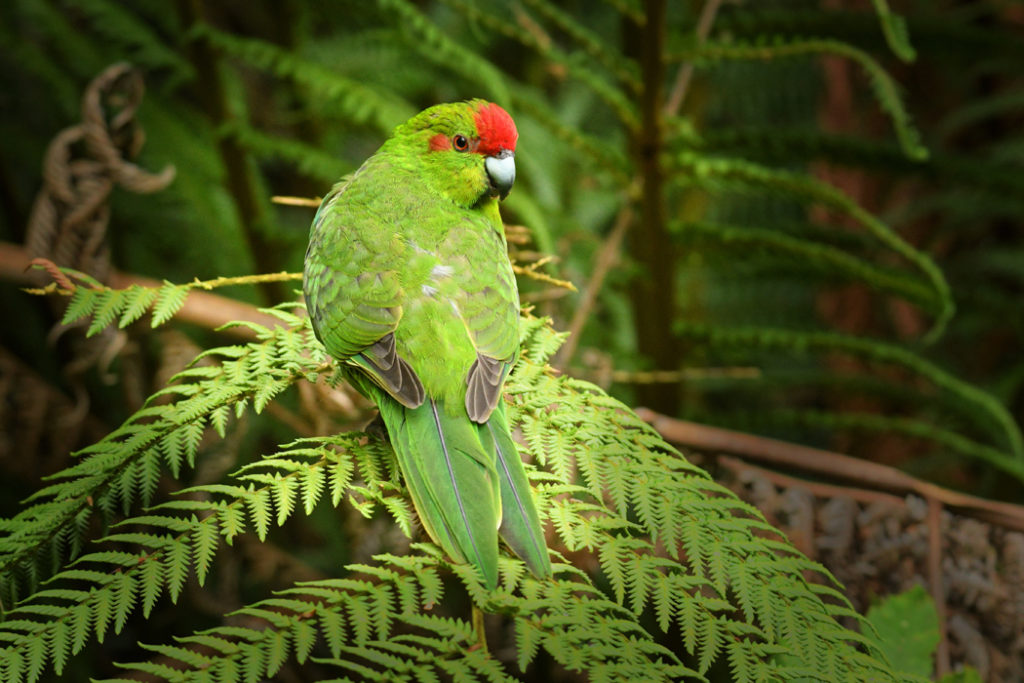 red-crowned parakeet