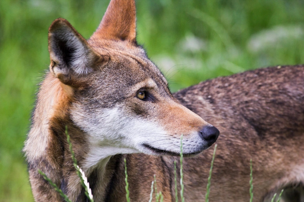 species of wolves - Red wolf