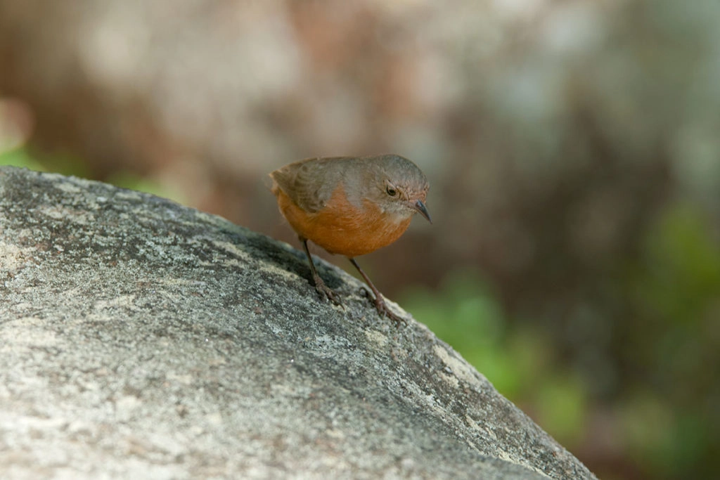 Rockwarbler in Royal National Park