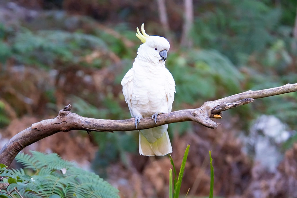 birds in sydney - Sulphur-crested cockatoo