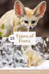 types of foxes