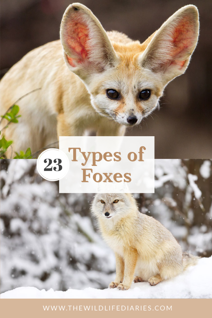 All 23 Types of Foxes and Where to See Them in the Wild