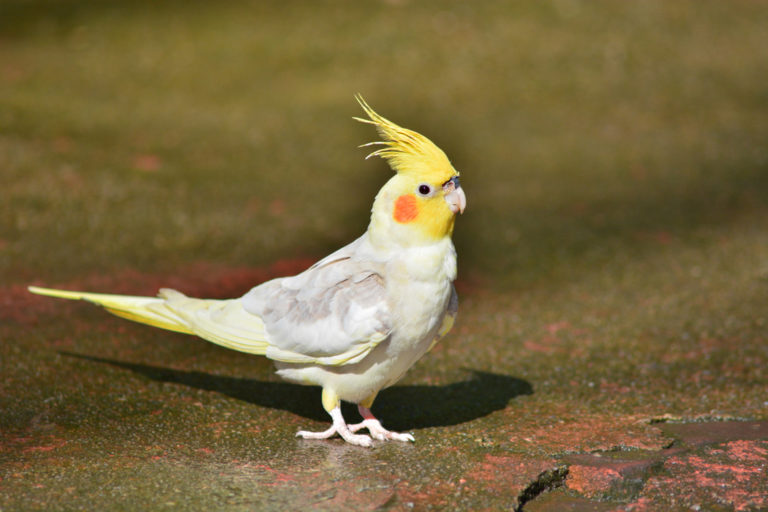 Australian Parrots Guide to all 57 species of Parrots in Australia