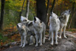 grey wolves howling