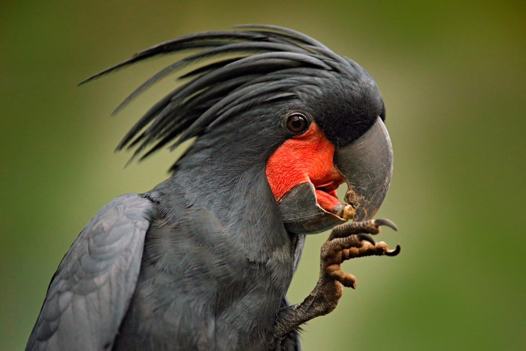 Australian parrots - palm cockatoo
