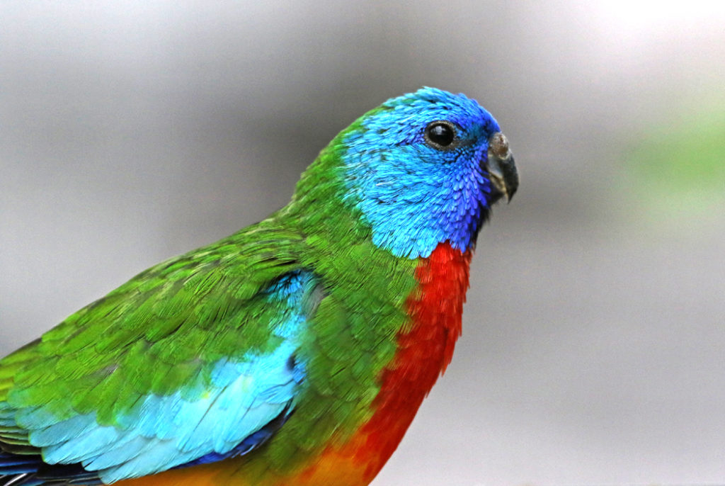 scarlet-breasted parrot