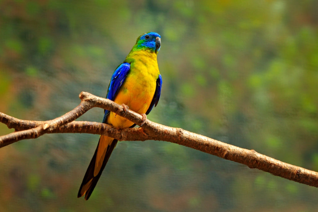 Turquoise parrot