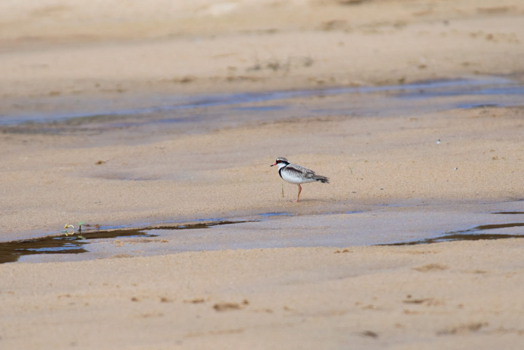 Black-fronted dotterel on Marley beach
