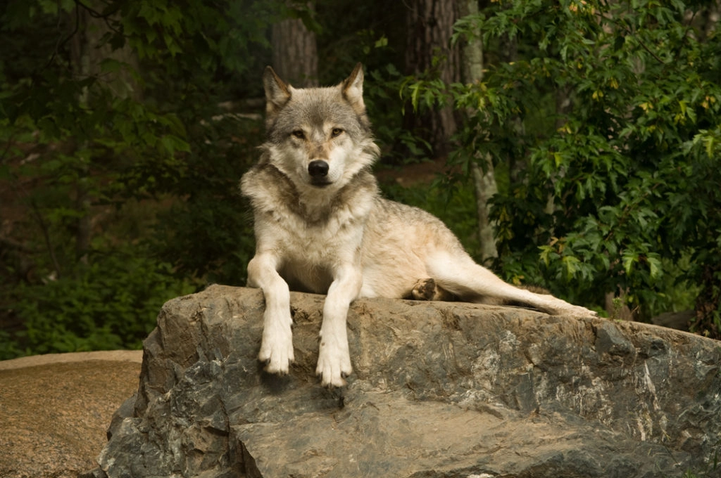 Great plains wolf