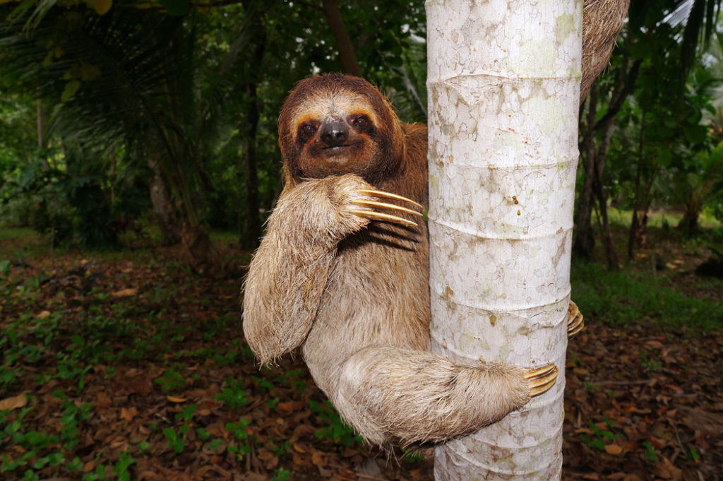 Wildlife of Brazil - Three-toed sloth