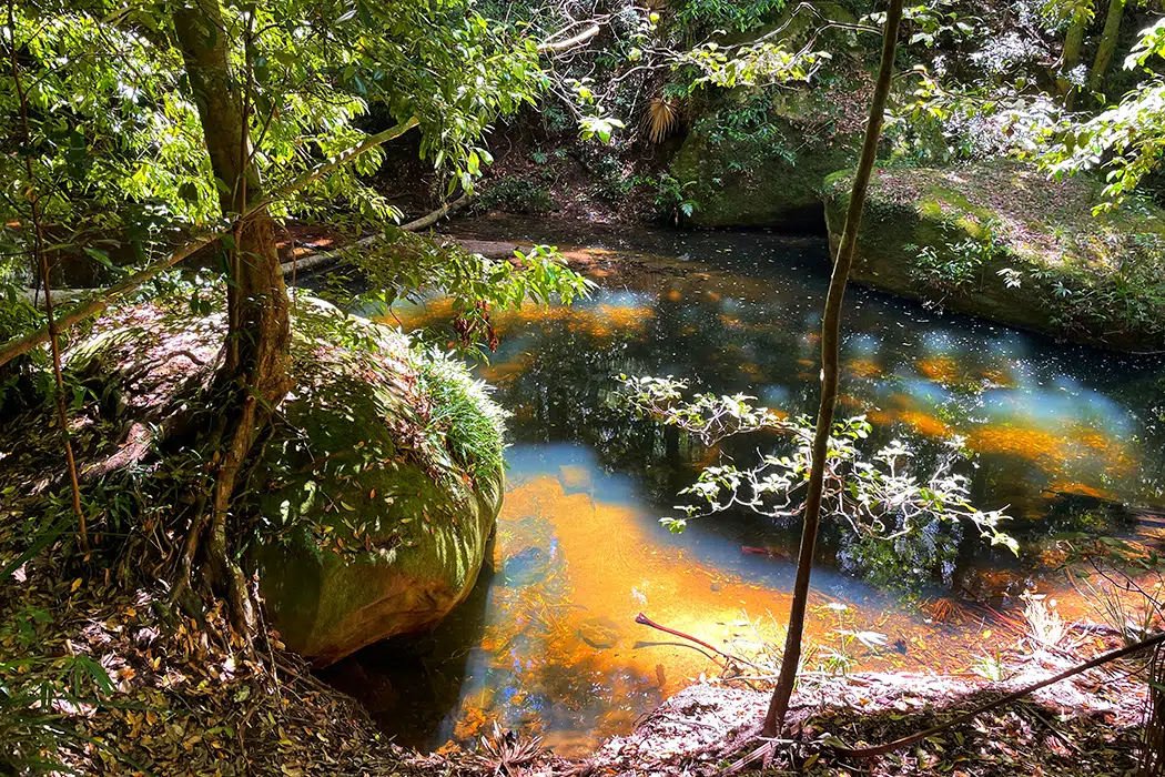 Bola Creek on Forest Path