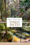Forest Path in Royal National Park