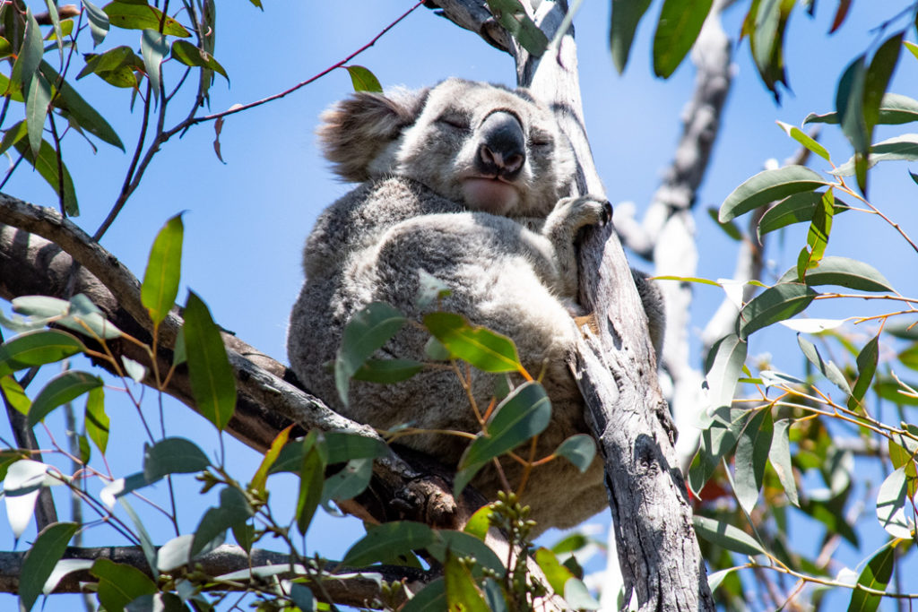 koala in heathcote national park