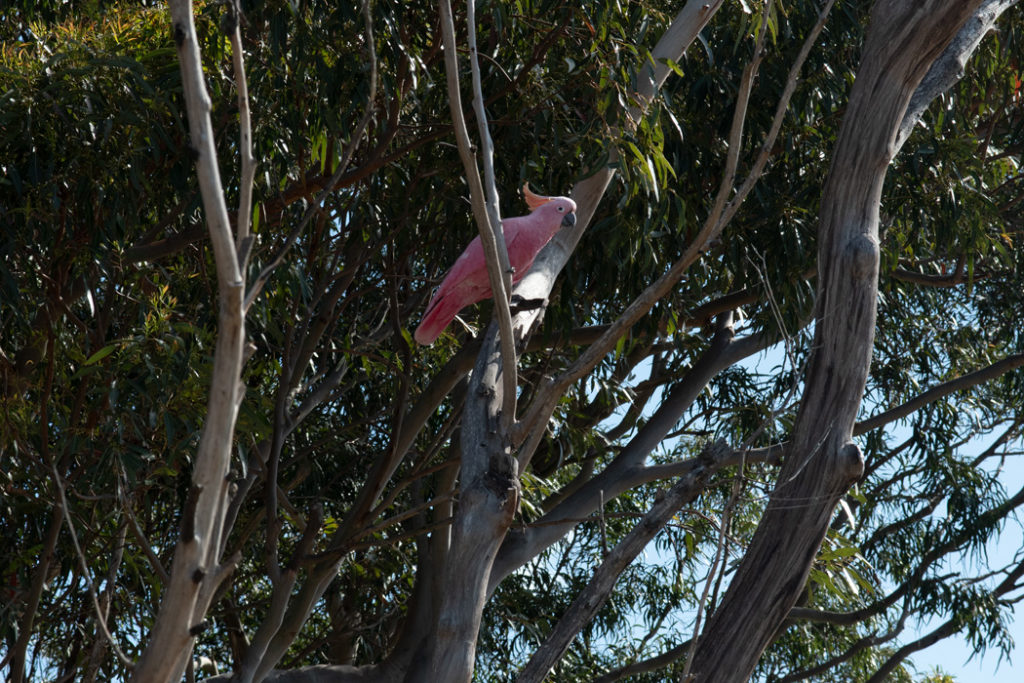 pink sulpher-crested cockatoo at Bundeena