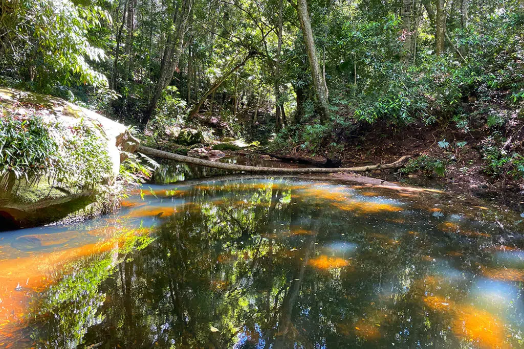 Bola creek along Forest Path