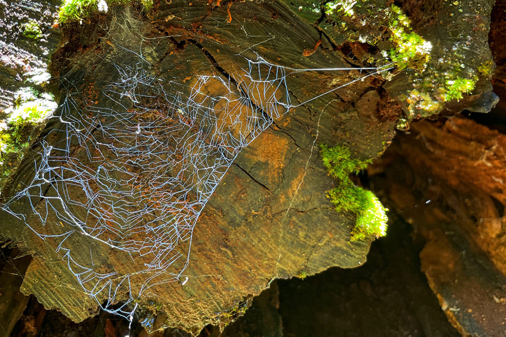 spider web on a log