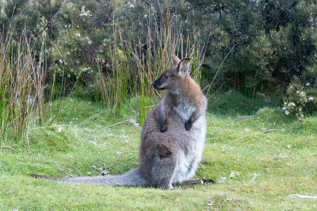 Bennett's wallaby at Cradle Mountain
