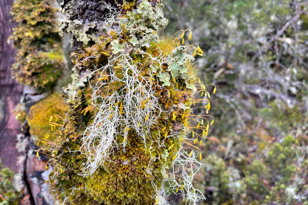 colorful lichen at cradle mountain