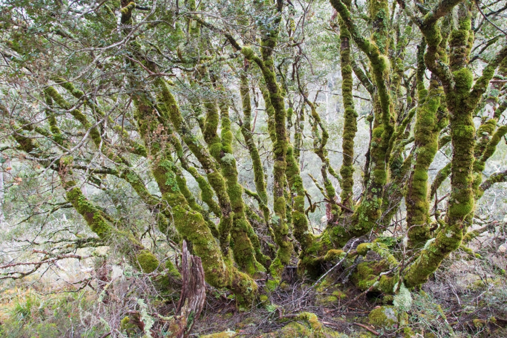 Things to do in Cradle Mountain - walks