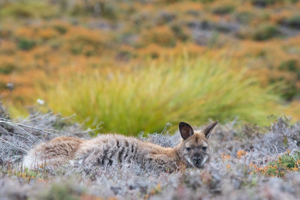 Bennett's Wallaby on Cradle Valley Boardwalk