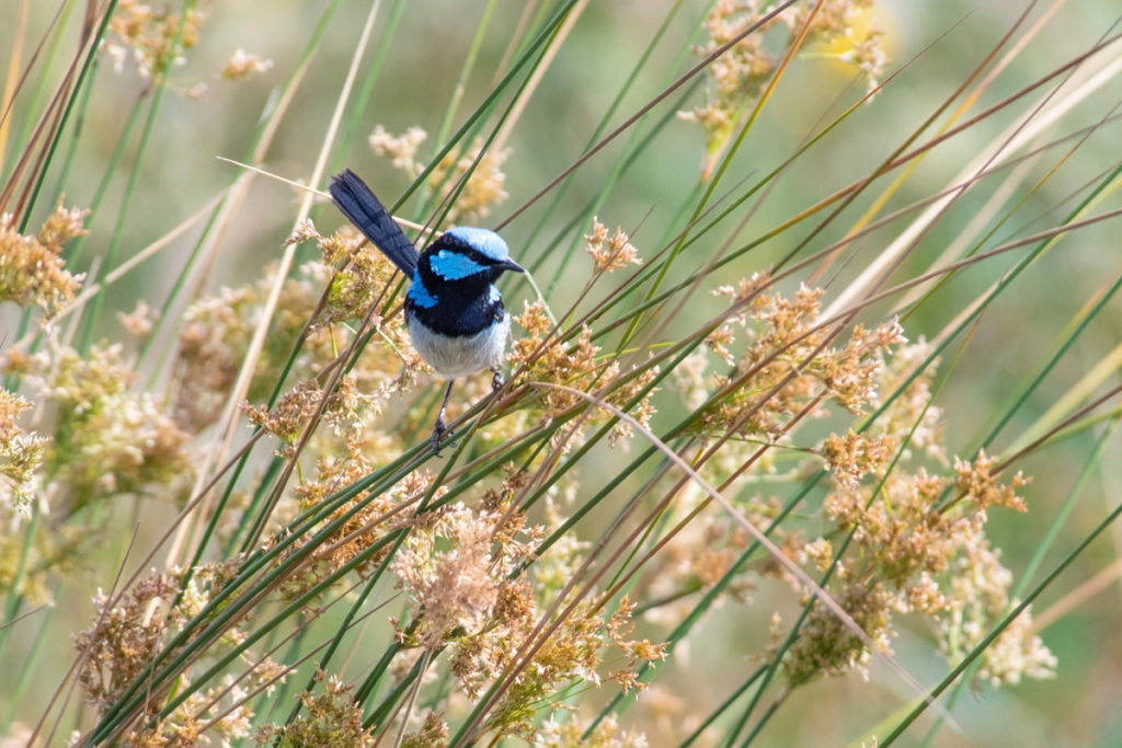 Fairy wren in Tasmania