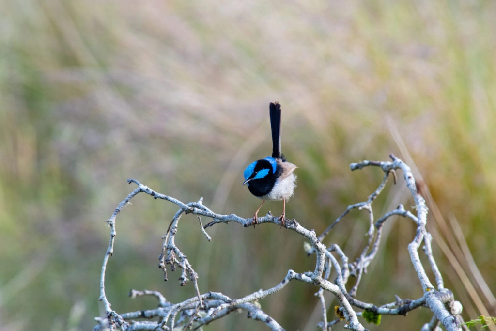 Fairywren at Mountain valley tasmania
