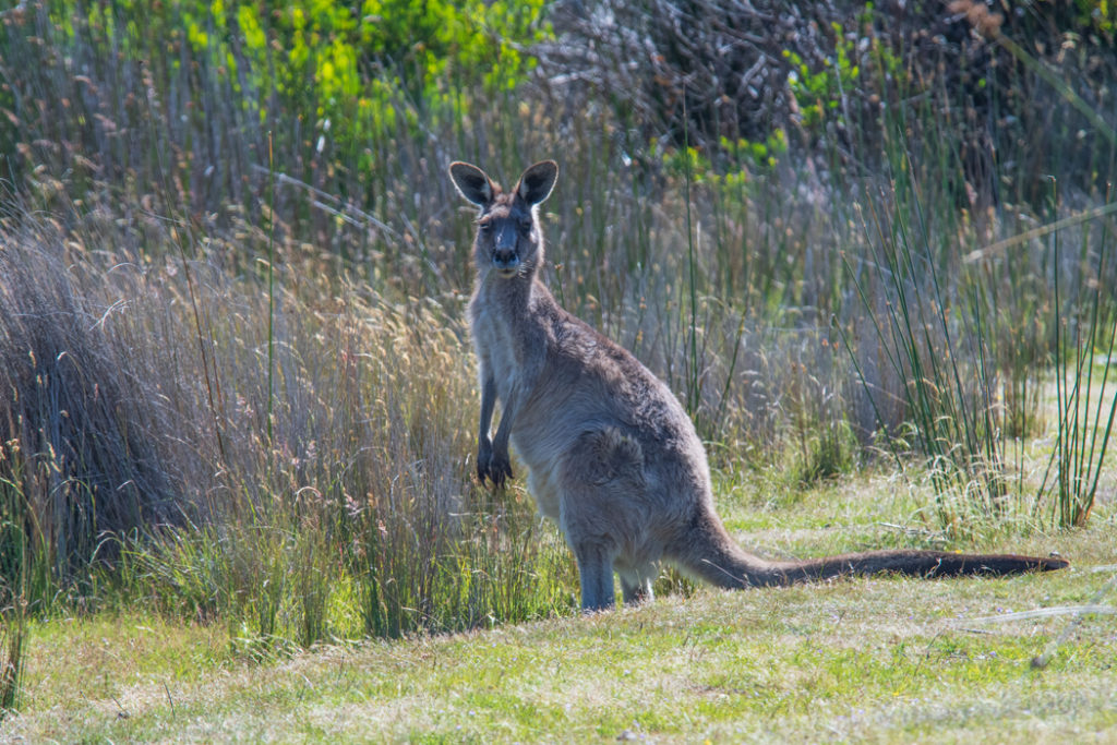 forester kangaroo in narawntapu national park