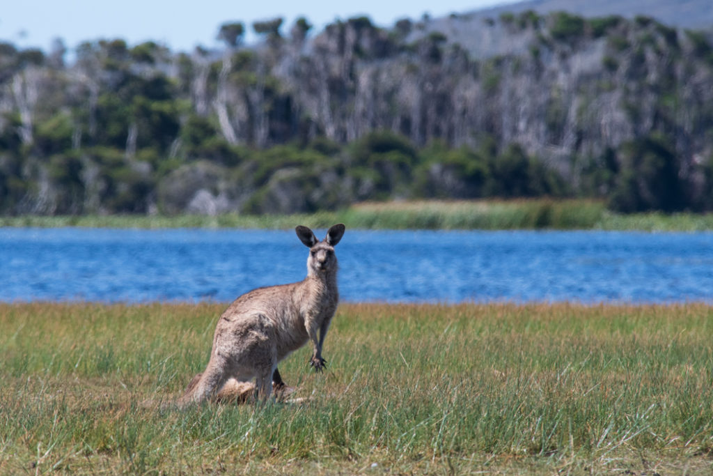 North west tasmania - forester kangaroo