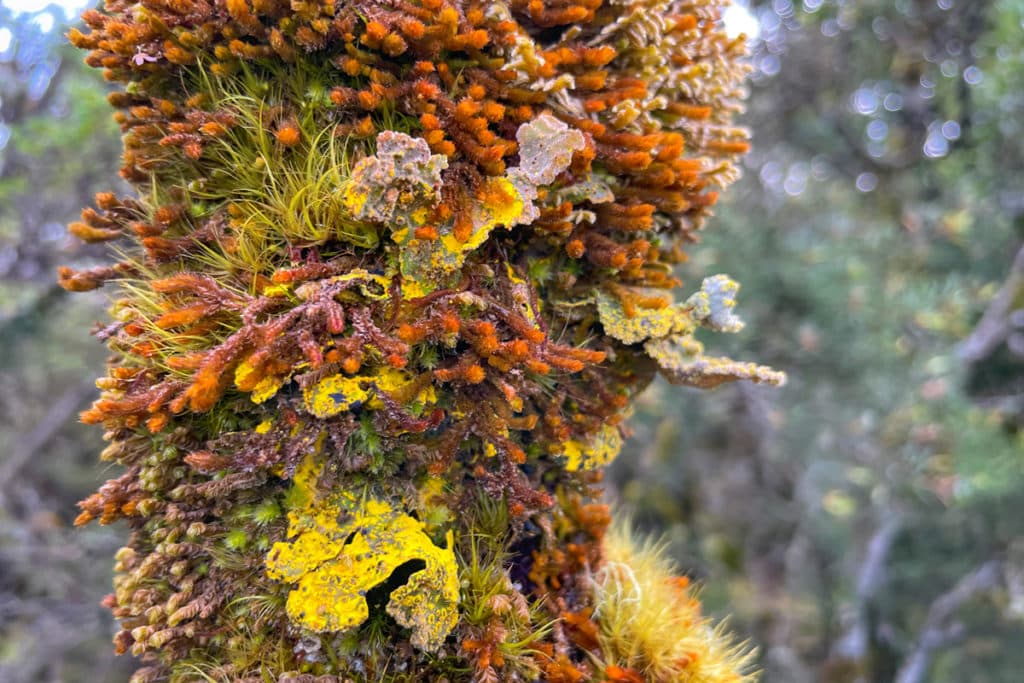 colorful lichen