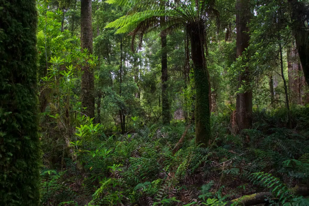 Tarkine rainforest