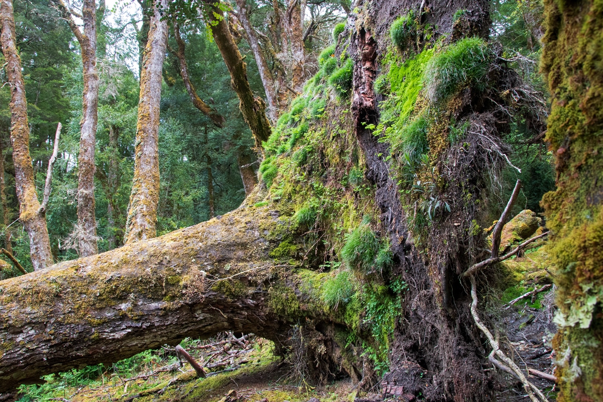 Things to do at Cradle Mountain - see Uprooted king billy pine