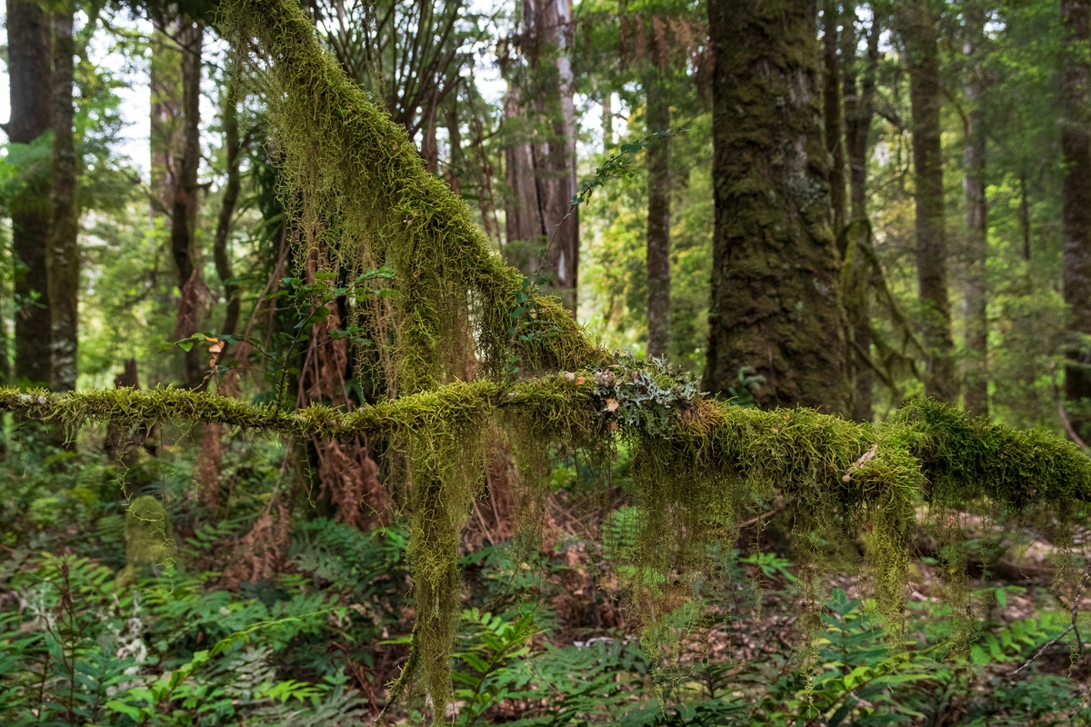 Tarkine rainforest