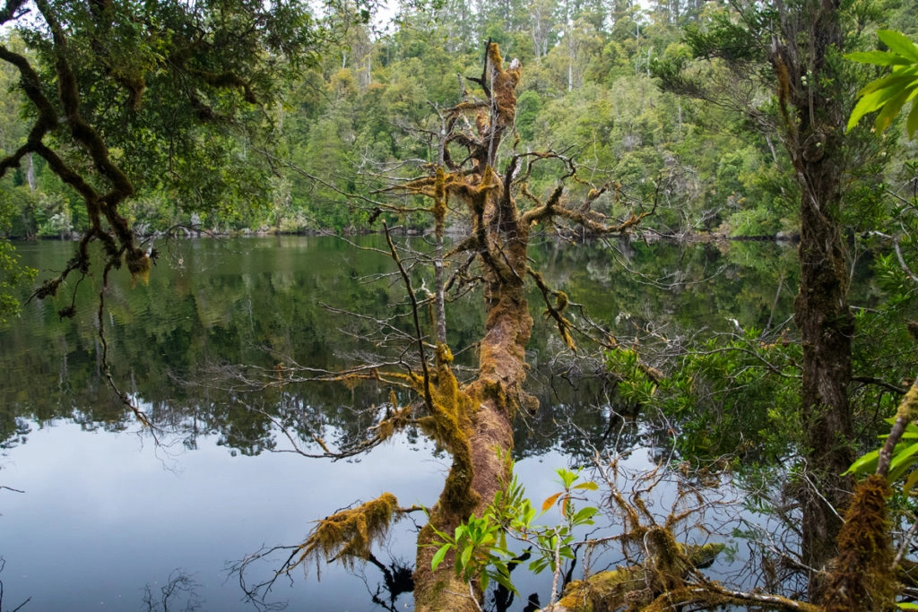 Tarkine drive - Chisholm Lake