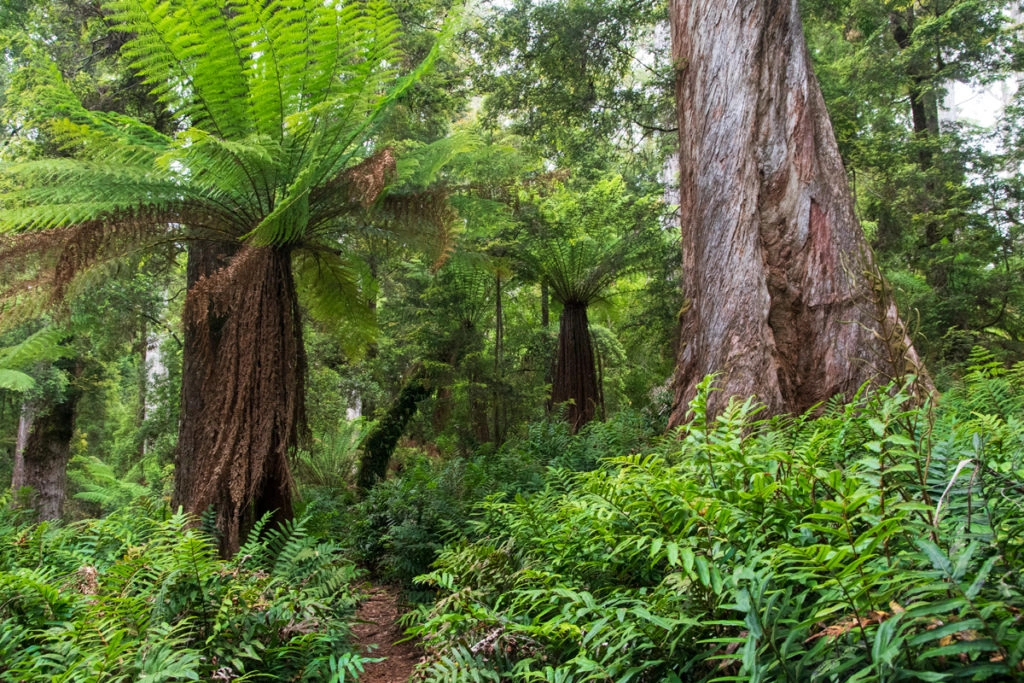 forest walk at Chisholm lake