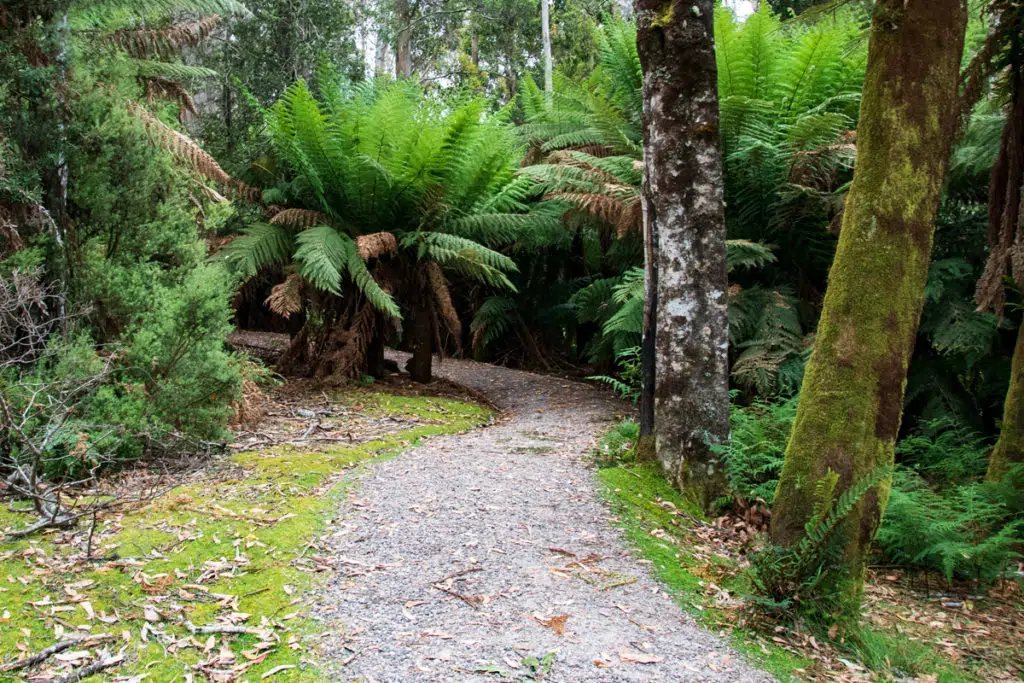 Leven canyon fern walk