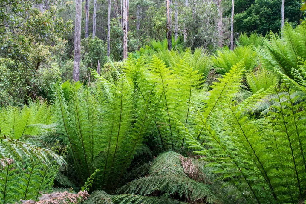 Fern walk in Leven Canyon
