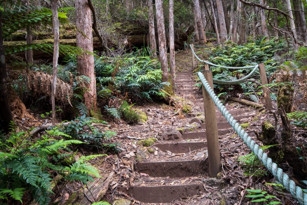 Forest stairs at Leven Canyon