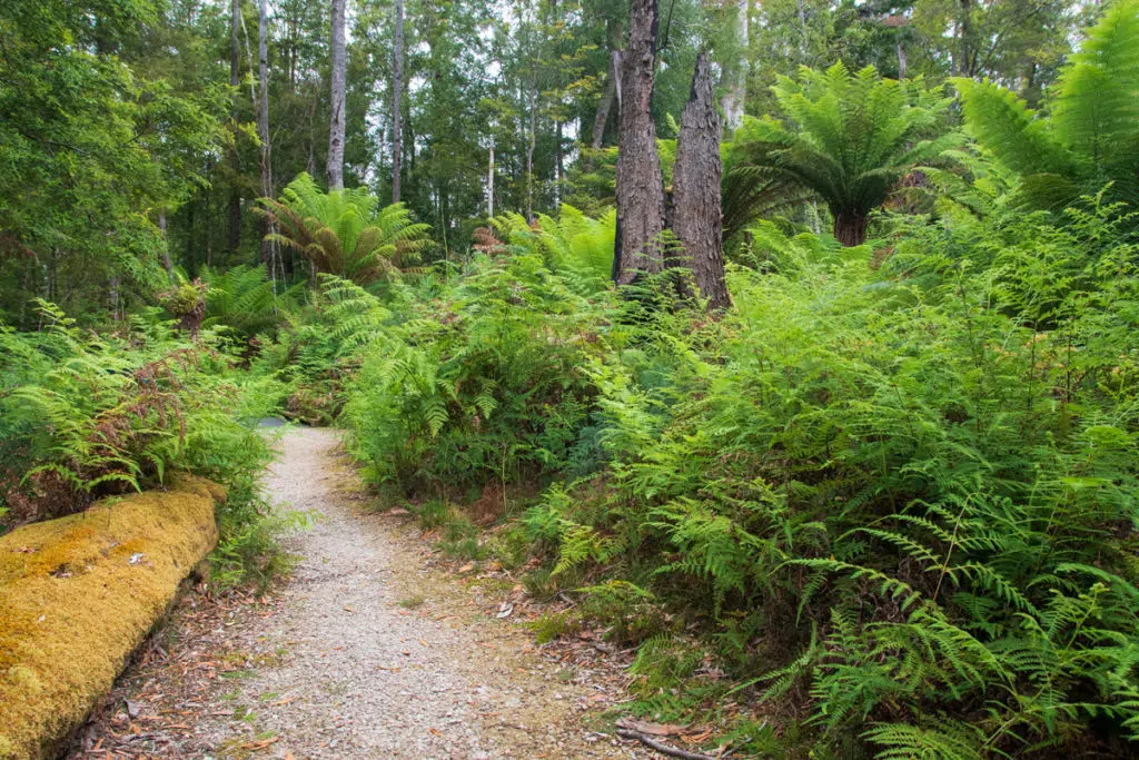 Milkshake Hills forest walk