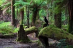 Milkshake Hills on Tarkine Drive