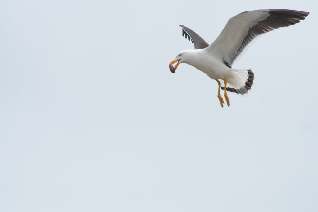 pacific gull dropping oysters