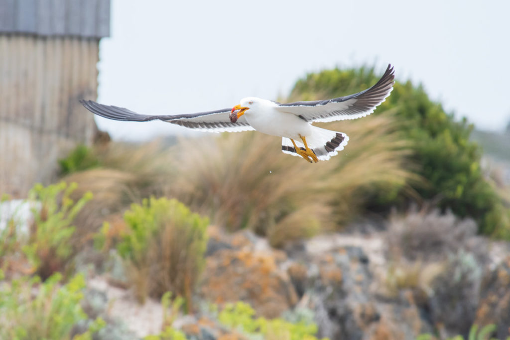 pacific gull at couta rocks