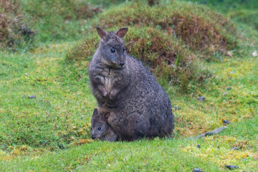 Things to do in Cradle Mountain - spot local wildlife